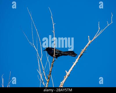 Un grackle à queue superbe se tenant sur une succursale de Las Vegas, Nevada Banque D'Images