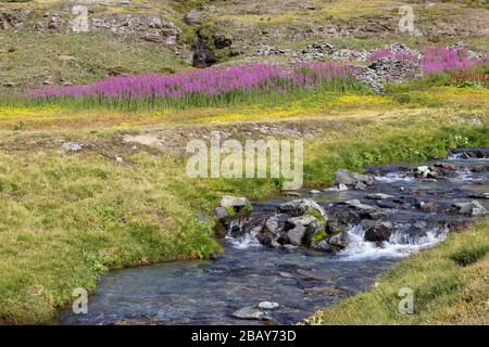 Sentier de randonnée dans la vallée d'Aoste. Chamaenerion angustifolium en fleurs en arrière-plan et un ruisseau sauvage de montagne en premier plan. Banque D'Images