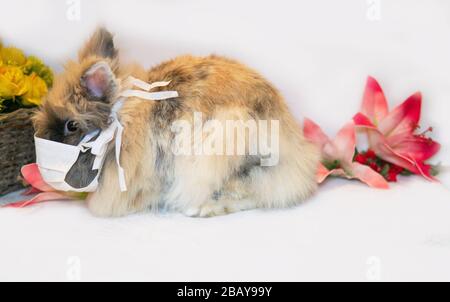 Lapin de Pâques portant un masque de santé N 95 Banque D'Images