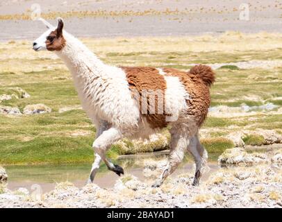 Llama dans Laguna Salar de Aguas Calientes, San Pedro de Atacama, Chili Banque D'Images