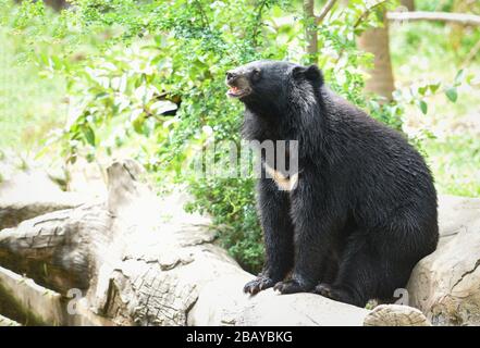 Ours noir d'Asie debout et vous détendre dans l'été / l'ours noir en attente de sa nourriture dans le zoo Banque D'Images