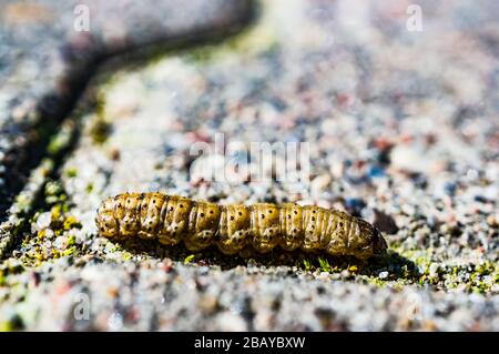 Caterpillar rampant sur le sol pendant la journée Banque D'Images