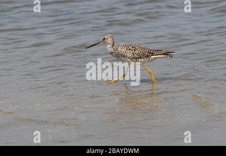 Grand chevalier (Tringa melanoleuca) se nourrir dans les eaux peu profondes, Galveston, États-Unis d'Amérique Banque D'Images