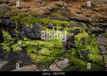 Matériaux mélangés sur une falaise de Curio Bay, Nouvelle-Zélande. Mousses, lichen, rochers de grès et de calcaire. Banque D'Images