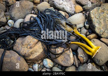 L'algues Kelp de taureau du sud s'est lavé sur la plage de Curio Bay, dans le district de Southland, en Nouvelle-Zélande. Banque D'Images