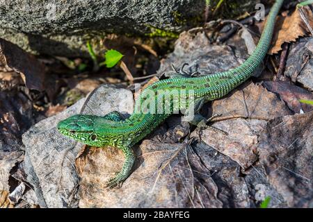 Un petit lézard vert assis à l'automne donne sur la vue de dessus Banque D'Images