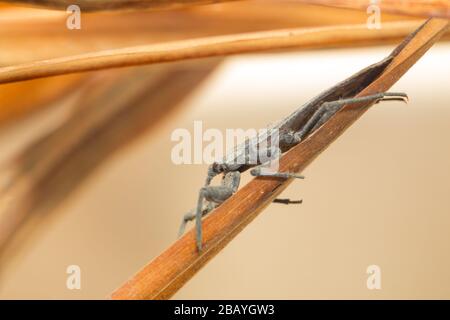 Scorpion d'eau (Nepa cinerea) Banque D'Images