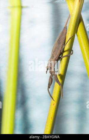 Scorpion d'eau (Nepa cinerea) Banque D'Images