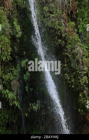 Une oasis verte avec une chute d'eau et des lacs dans le parc national Ein Gedi en Israël sur la mer Morte Banque D'Images