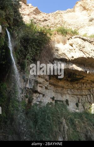 Une oasis verte avec une chute d'eau et des lacs dans le parc national Ein Gedi en Israël sur la mer Morte Banque D'Images