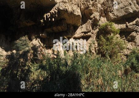 Une oasis verte avec une chute d'eau et des lacs dans le parc national Ein Gedi en Israël sur la mer Morte Banque D'Images
