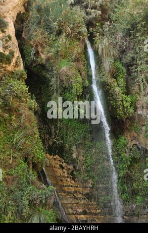 Une oasis verte avec une chute d'eau et des lacs dans le parc national Ein Gedi en Israël sur la mer Morte Banque D'Images