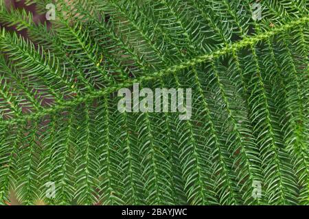 Vue rapprochée de la jeune branche de sapin vert moelleux. PIN de l'île Norfolk, araucaria heterophylla. Fond d'écran ou concept d'arrière-plan de la nature. Élément de C Banque D'Images
