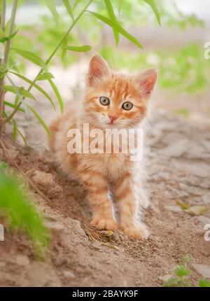 Mignon tabby chaton rouge à poil long posant dans un jardin, le jeune chat bébé doux regardant curieusement avec de merveilleux yeux colorés, Chypre Banque D'Images