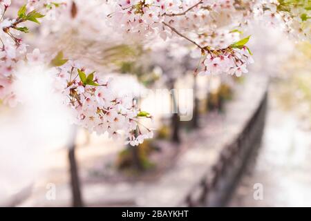 Gros plan sur la branche des pétales de fleurs de cerisier dans le jardin en Corée du Sud. Banque D'Images