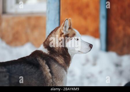 Chien Husky. Portrait de chien de Siberiab husky Wild Beauty. Fond d'hiver Banque D'Images