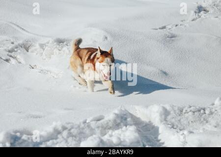 Chien Husky. Portrait de chien de Siberiab husky Wild Beauty. Fond d'hiver Banque D'Images