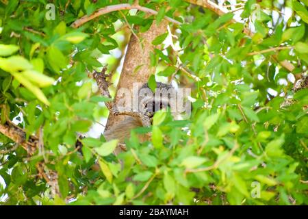 un singe vervet accroché sur un arbre Banque D'Images