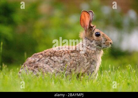 Lapin sauvage dans l'herbe Banque D'Images