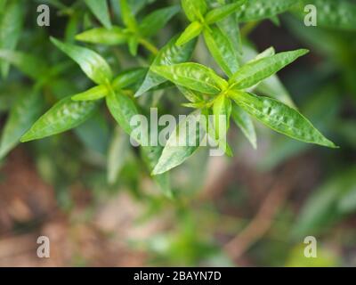 Herbes thaïlandaises Roi d'amère nom scientifique Andrographe paniculate Burm, Fah Talai john, plante verte d'arbre de légumes fleuissant dans le jardin Banque D'Images