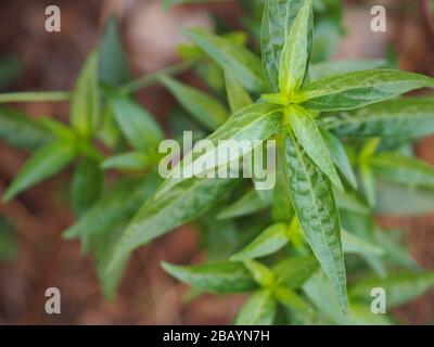 Herbes thaïlandaises Roi d'amère nom scientifique Andrographe paniculate Burm, Fah Talai john, plante verte d'arbre de légumes fleuissant dans le jardin Banque D'Images