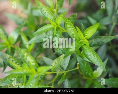 Herbes thaïlandaises Roi d'amère nom scientifique Andrographe paniculate Burm, Fah Talai john, plante verte d'arbre de légumes fleuissant dans le jardin Banque D'Images