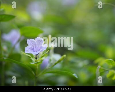 Fleur violette fleurit dans le jardin sur fond flou de la nature, nom Ruellia tuberosa minnieroot, popope, plante de cracker Banque D'Images