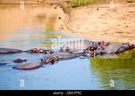 un troupeau d'hippopotames Banque D'Images