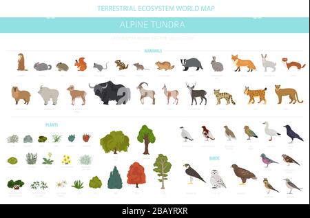 Biome de la toundra d'Apine, infographie de la région naturelle. Carte mondiale de l'écosystème terrestre. Ensemble de conception pour animaux, oiseaux et plantes. Illustration vectorielle Illustration de Vecteur