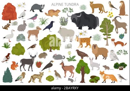 Biome de la toundra d'Apine, infographie de la région naturelle. Carte mondiale de l'écosystème terrestre. Ensemble de conception pour animaux, oiseaux et plantes. Illustration vectorielle Illustration de Vecteur