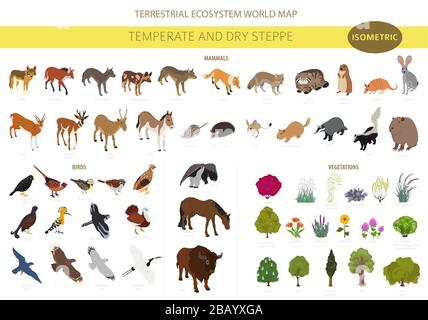 Biome de steppe tempérée et sèche, infographie isométrique de la région naturelle. Prarie, steppe, herbage, pampas. Carte mondiale de l'écosystème terrestre. Animaux, bir Illustration de Vecteur