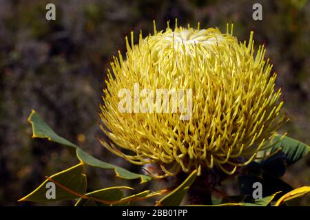 Fleur jaune de la Banksia, Banksia baxteri, nid d'oiseaux, dans son habitat naturel dans le sud-ouest de l'Australie occidentale Banque D'Images