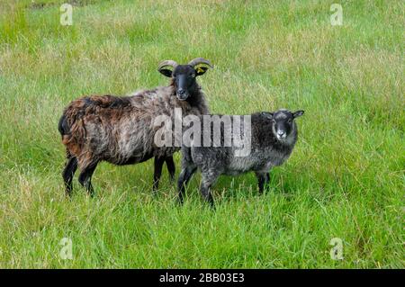 Deux moutons de couleur sombre sont en alerte lors du pâturage dans un champ sur l'île de Skåtøy sur la côte sud de la Norvège. Banque D'Images