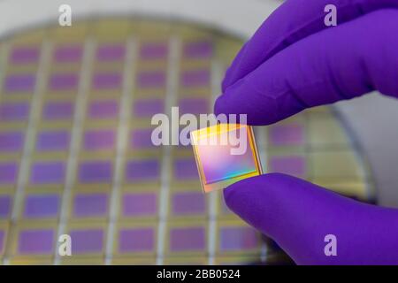 Main dans un gant de couleur violette tenant la matrice de capteur photo à puce. En arrière-plan se trouve la tranche de silicium coupée en dés avec des micropuces. Concentrez-vous sur la puce. Banque D'Images