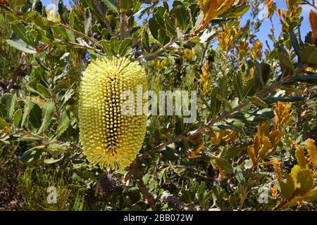 Fleur jaune de Banksia lemanniana, fleur sauvage au printemps, endémique à l'Australie occidentale dans son habitat naturel Banque D'Images