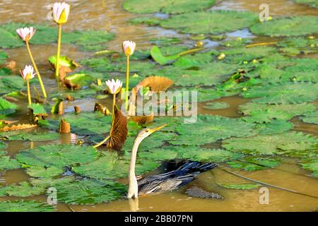 Dard oriental (Anhinga melanogaster) dans un étang de nénuphars dans le parc national de Bundala, Sri Lanka Banque D'Images