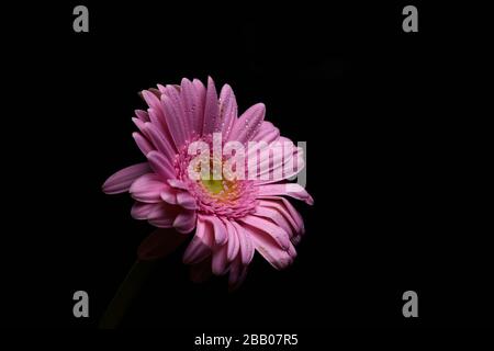 Fleur de Gerbera rose isolée sur fond noir Banque D'Images