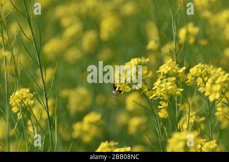 Foyer sélectif sur une abeille de miel de l'arrière, assise sur la fleur de moutarde Banque D'Images