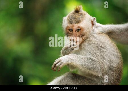 Portrait de la macaque à queue longue dans la forêt des singes sacrés, Ubud, Indonésie Banque D'Images