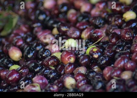 Les olives juste récoltées tombent dans une montagne d'olives Banque D'Images