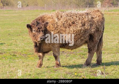 Veau d'une vache de montagne regardant en arrière tout en paissant dans un pré Banque D'Images