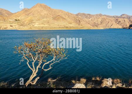 Arbre solitaire sur la rive de la rivière Naryn dans les montagnes, Kirghizstan Banque D'Images