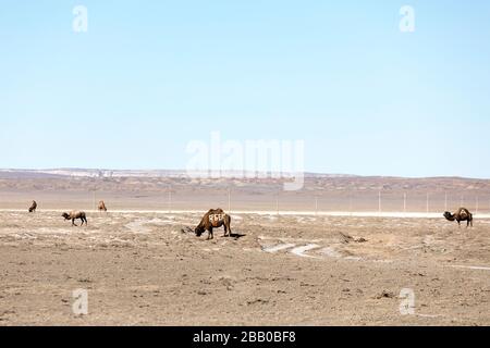 Les chameaux de Bactriane (Camelus bactrianus) au Kazakhstan Banque D'Images