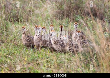 Une couvée de poussins d'autruche, Struthio camelus, caché dans la longue herbe du parc national de Nairobi, au Kenya. Banque D'Images