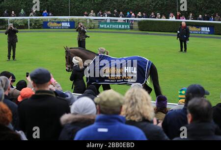 Kauto Star cinq fois gagnant du King George VI Steeple Chase paraading au Kempton Park Banque D'Images