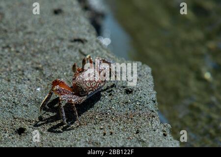 Ghost Crab, Ocypode galidhaudii, Ocypodidae, Karate Beach, Corcovado National Park, Osa Peninsula, Costa Rica, Centroamerica Banque D'Images