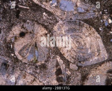 Rotez la section fine avec des fossiles sous le microscope Banque D'Images