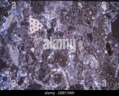 Rotez la section fine avec des fossiles sous le microscope Banque D'Images