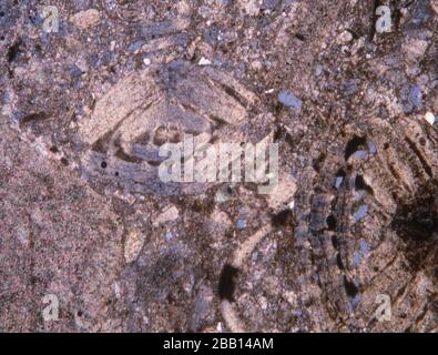 Rotez la section fine avec des fossiles sous le microscope Banque D'Images