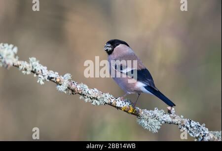 Femelle de la taureau eurasienne (Pyrrhula pyrrhula) photographiée au début du printemps Banque D'Images